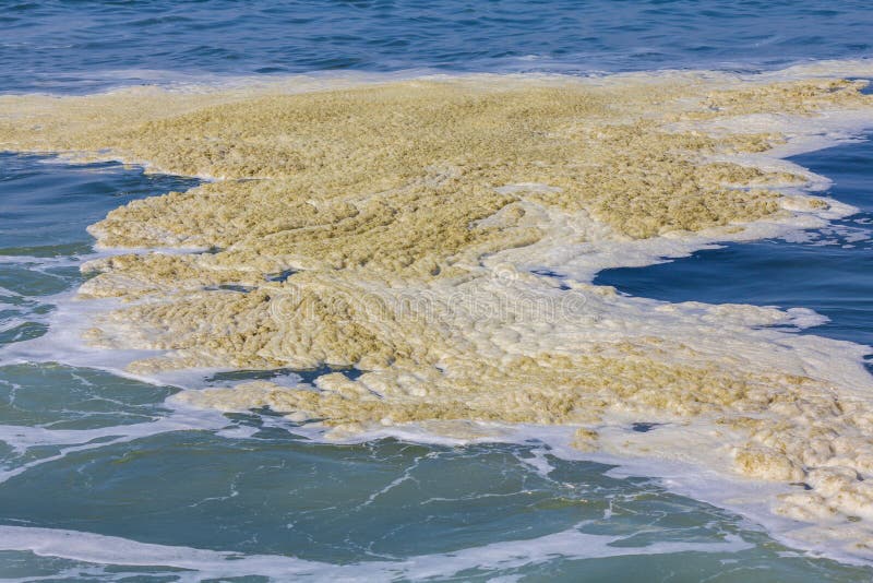 Espuma da escumalha de Brown que flutua na superfície da água em Hoek camionete Holanda perto de Rotterdam fotos de stock Espuma da escumalha de Brown que flutua na superfície da água em Hoek camionete Holanda perto de Rotterdam fotos de stock