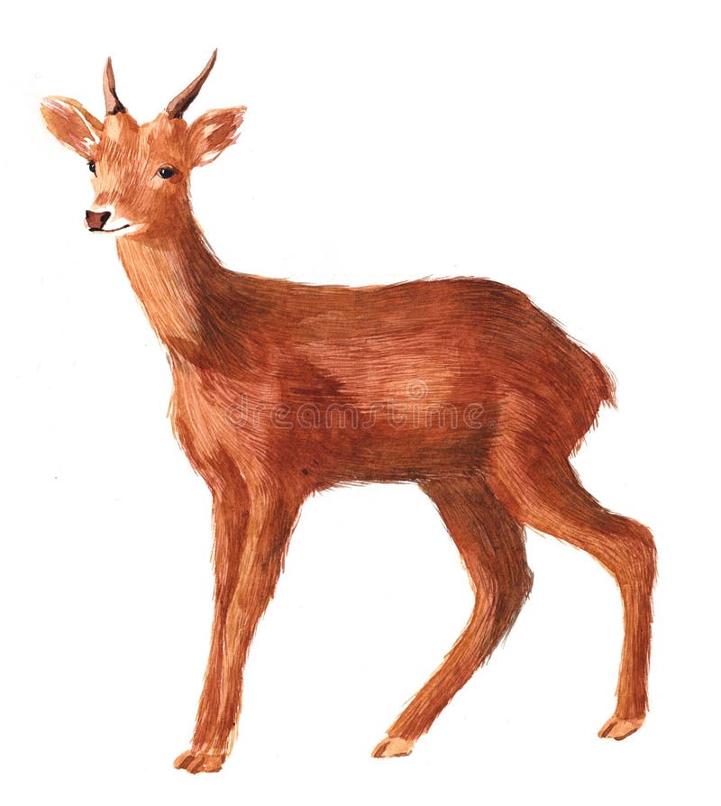 Espèce isolée d'un animal de la forêt de cerfs illustration stock