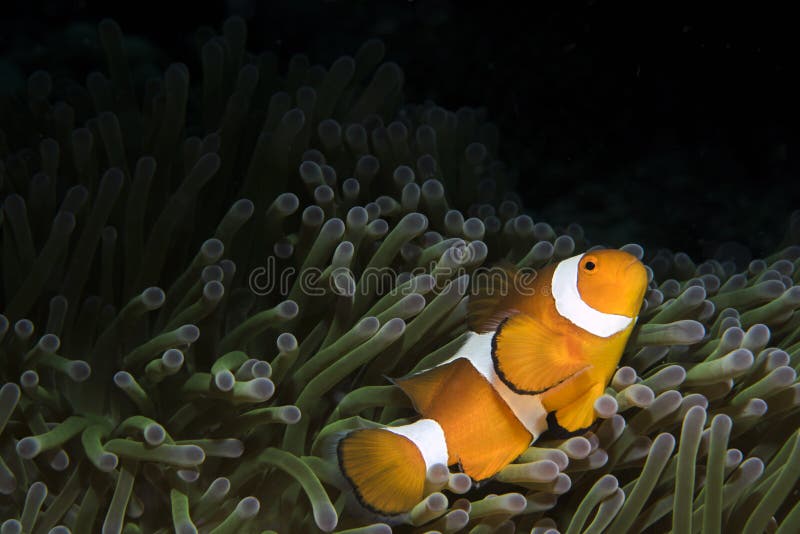 Espèce marine de Clownfish sur le fond foncé photographie stock Espèce marine de Clownfish sur le fond foncé photographie stock
