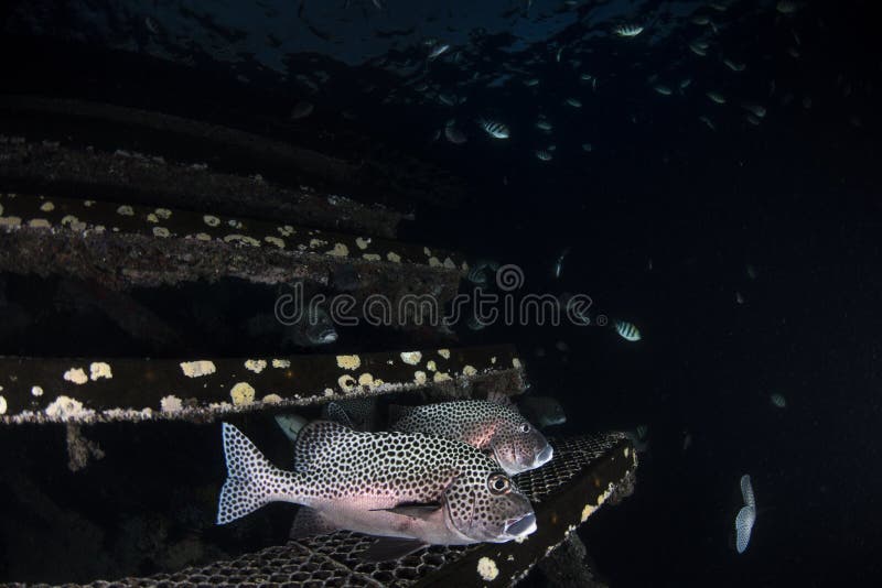 Espèce marine et poissons sur le fond bleu-foncé photographie stock libre de droits Espèce marine et poissons sur le fond bleu-foncé photographie stock libre de droits