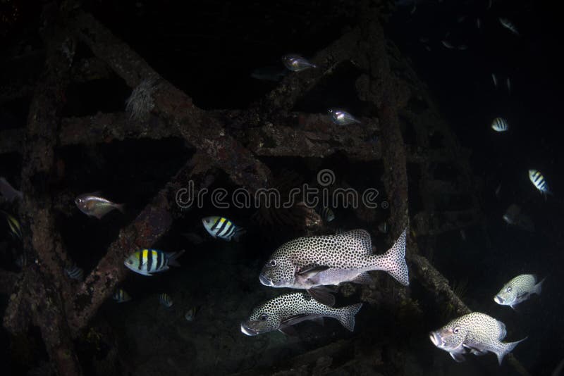 Espèce marine et poissons sur le fond noir images libres de droits Espèce marine et poissons sur le fond noir images libres de droits