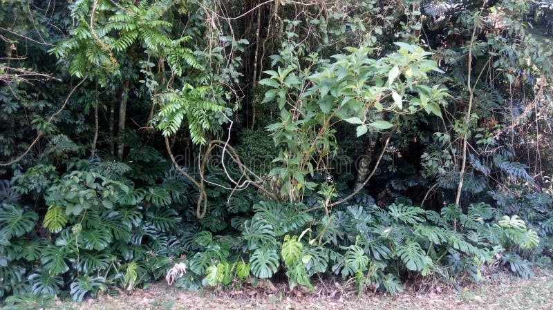ESPÉCIE DE PLANTAS E DE FOLHAS DAS ÁRVORES DA DINAMARCA MATA ATLANTICA DA FLORA NA FLORESTA SITUADA EM PETROPOLIS RIO DE JANEIRO imagens de stock ESPÉCIE DE PLANTAS E DE FOLHAS DAS ÁRVORES DA DINAMARCA MATA ATLANTICA DA FLORA NA FLORESTA SITUADA EM PETROPOLIS RIO DE JANEIRO imagens de stock