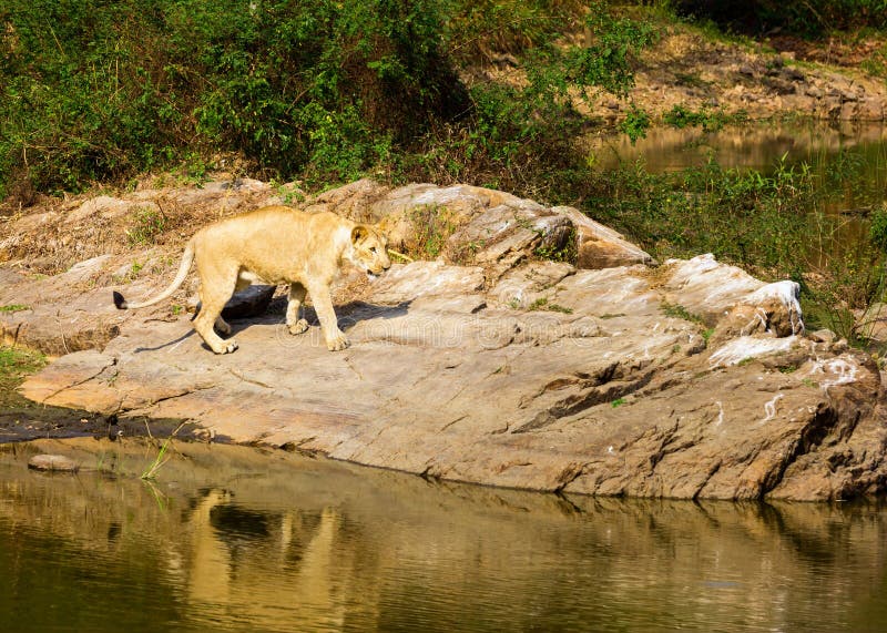 Download A Espécie Em Vias De Extinção De Leão Asiático Imagem de Stock - Imagem de gujarat, intenso: 65578639