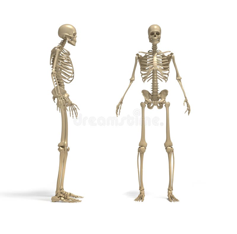 Esqueleto Humano Stock De Ilustración Ilustración De Azul 16486298