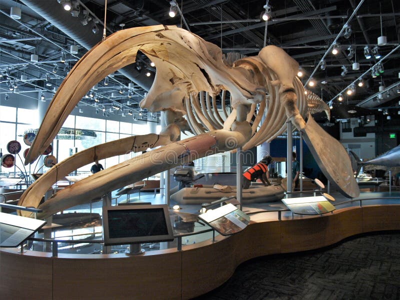 Esqueleto de la ballena en Carolina Museum del norte de ciencias naturales imagen de archivo libre de regalías Esqueleto de la ballena en Carolina Museum del norte de ciencias naturales imagen de archivo libre de regalías