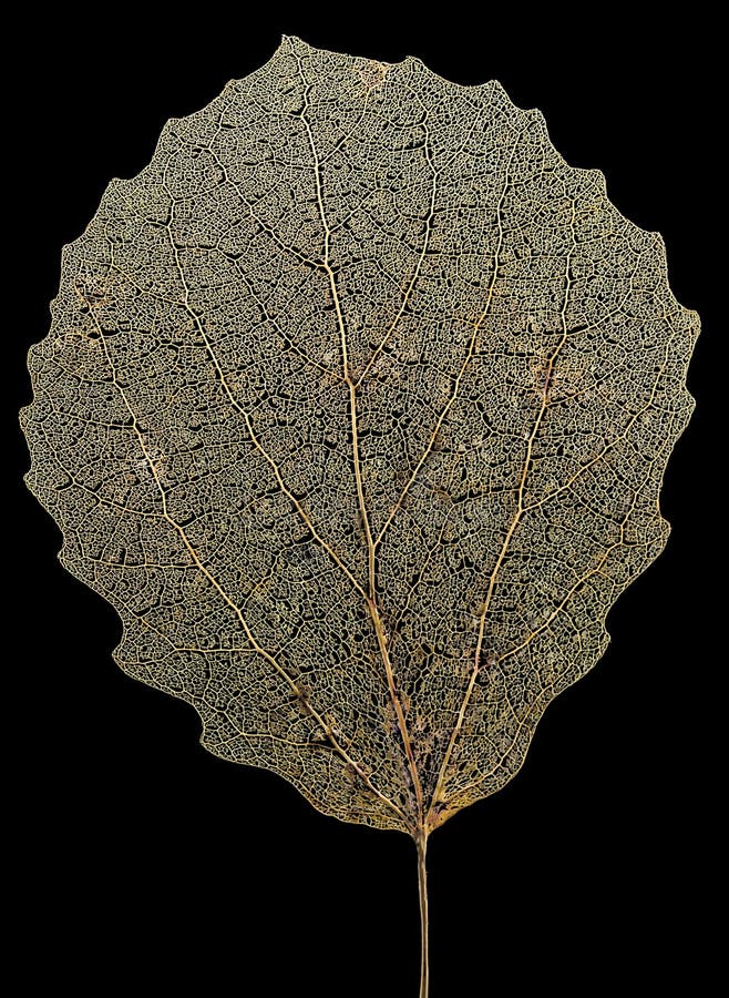 Esqueleto de la hoja de Aspen fotografía de archivo Esqueleto de la hoja de Aspen fotografía de archivo