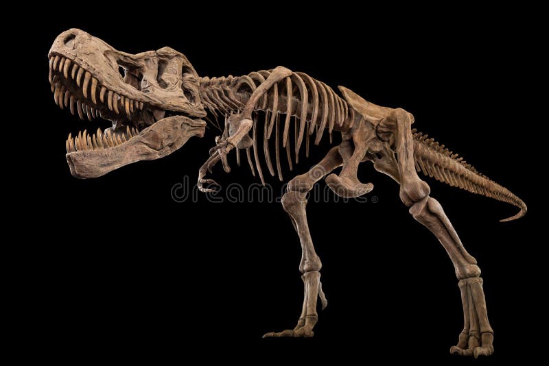 esqueleto de vetor de tiranossauro rex t-rex em fundo isolado. crânio e  pescoço. 2680869 Vetor no Vecteezy
