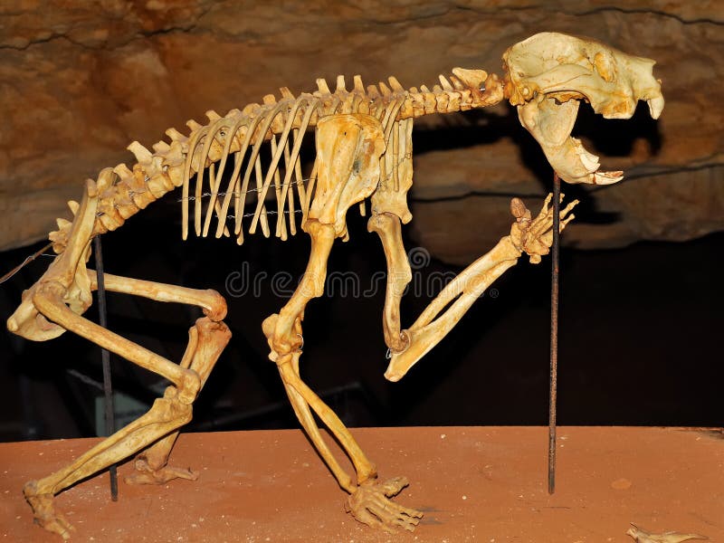 Esqueleto de un león marsupial en una cueva imagen de archivo libre de regalías Esqueleto de un león marsupial en una cueva imagen de archivo libre de regalías