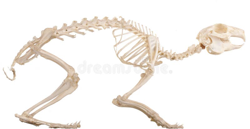 Skeleton of the domestic quadruped section with bones. Skeleton of the domestic quadruped section with bones