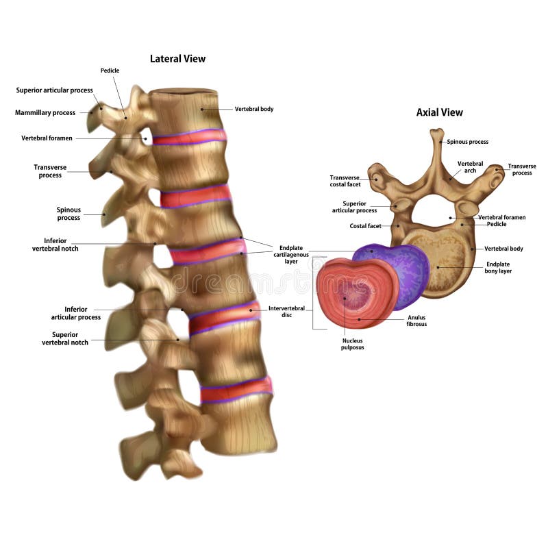 esqueleto Disco intervertebral con el nombre ilustración del vector esqueleto Disco intervertebral con el nombre ilustración del vector