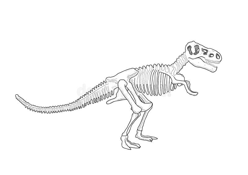 T Rex Dinosaur Esboço Do Lápis Do Desenho Do Dinossauro Ilustração do Vetor  - Ilustração de restos, extinto: 77045769