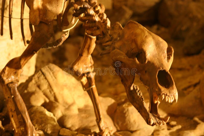 Esqueleto do urso foto de stock royalty free Esqueleto do urso foto de stock royalty free