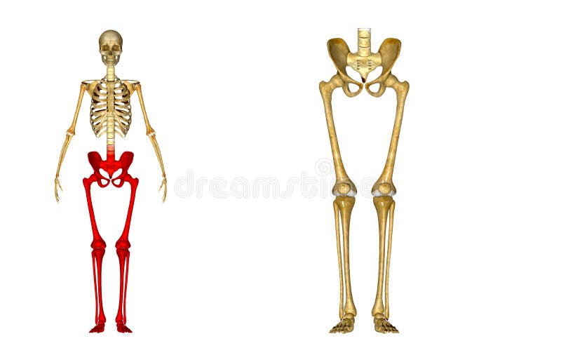 Esqueleto: Huesos de la cadera, del fémur, de la tibia, del peroné, del tobillo y de pie