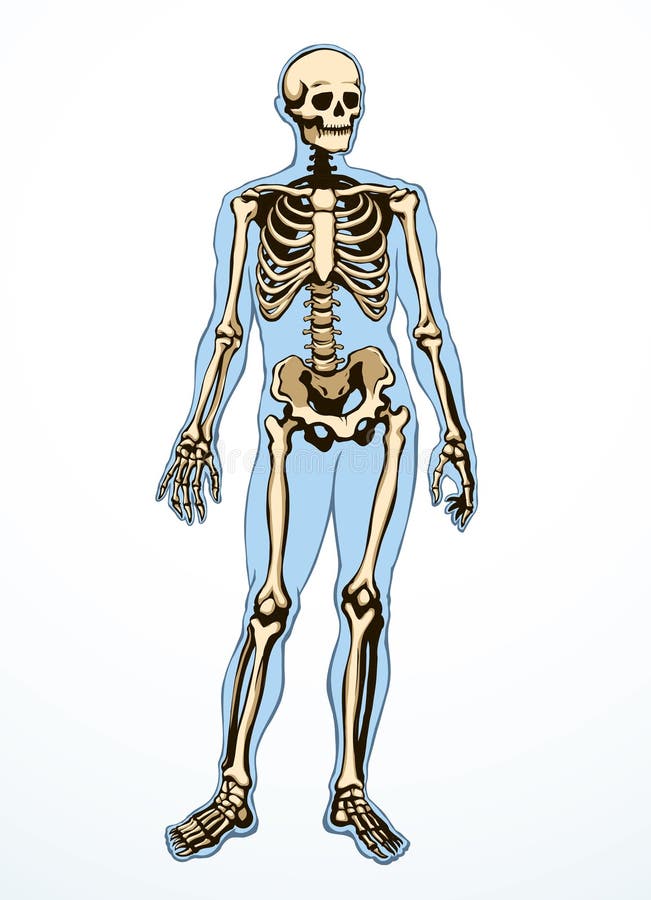 Esqueleto Humano. Dibujo Esquemático Vectorial Stock de