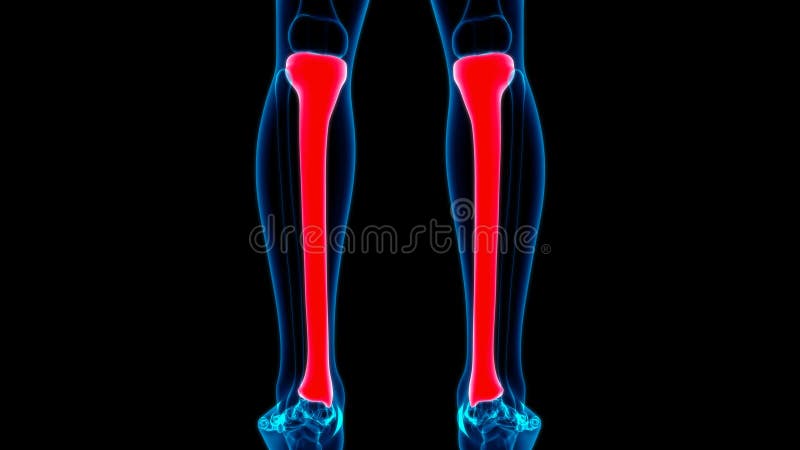 Esqueleto humano tibia anatomía ósea loopable 3d ilustración