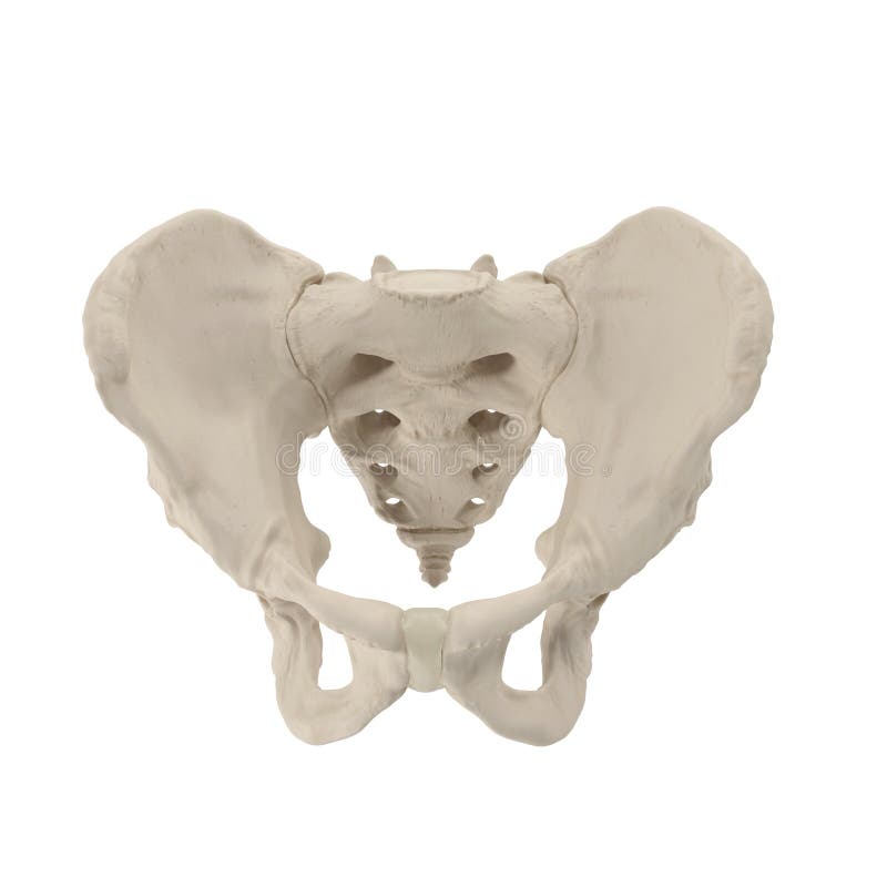 Esqueleto masculino da pelve no branco ilustração 3D