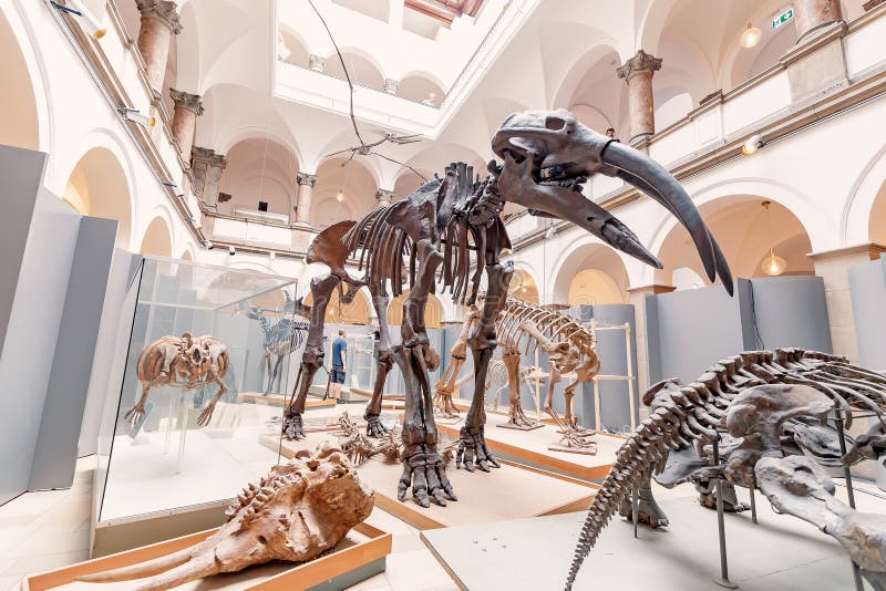 07 August 2019, Munich, Germany: Fossilized skeletons of mammoth and other extinct animals on display at the Museum of natural history and paleontology. 07 August 2019, Munich, Germany: Fossilized skeletons of mammoth and other extinct animals on display at the Museum of natural history and paleontology