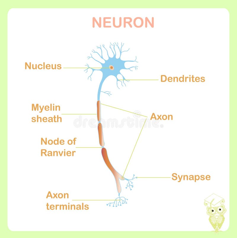 Esquema de la estructura típica de la neurona de la anatomía para el ejemplo del vector de la acción de la educación escolar ilustración del vector Esquema de la estructura típica de la neurona de la anatomía para el ejemplo del vector de la acción de la educación escolar ilustración del vector