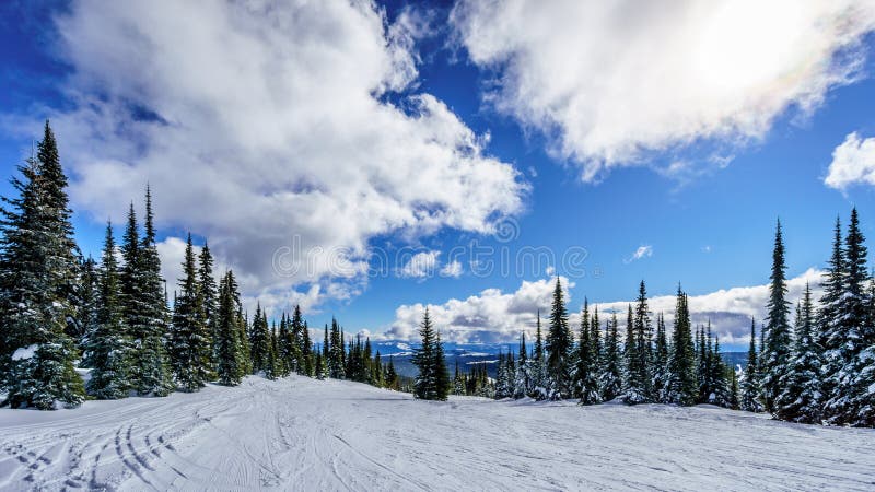 Esqui entre árvores cobertos de neve sob céus azuis imagens de stock Esqui entre árvores cobertos de neve sob céus azuis imagens de stock