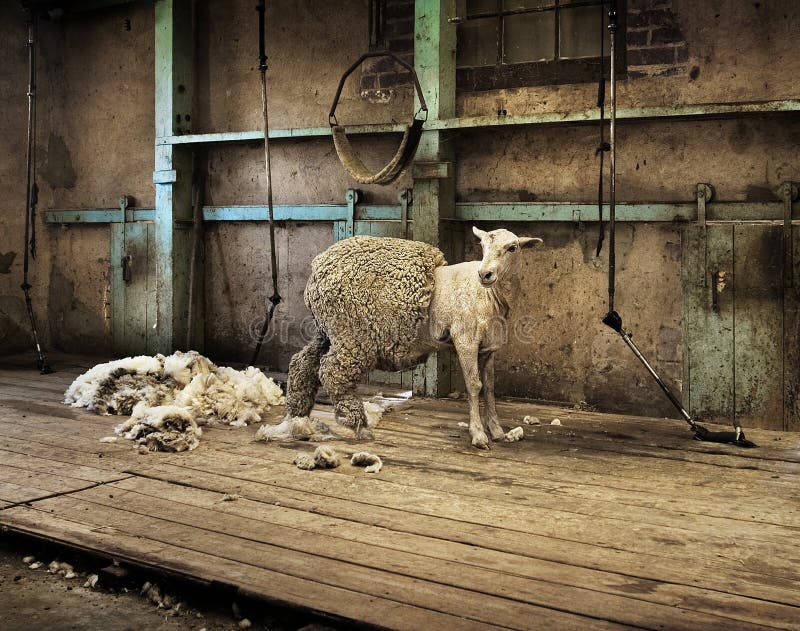 Half shorn sheep in an old rural shearing shed. Half shorn sheep in an old rural shearing shed.