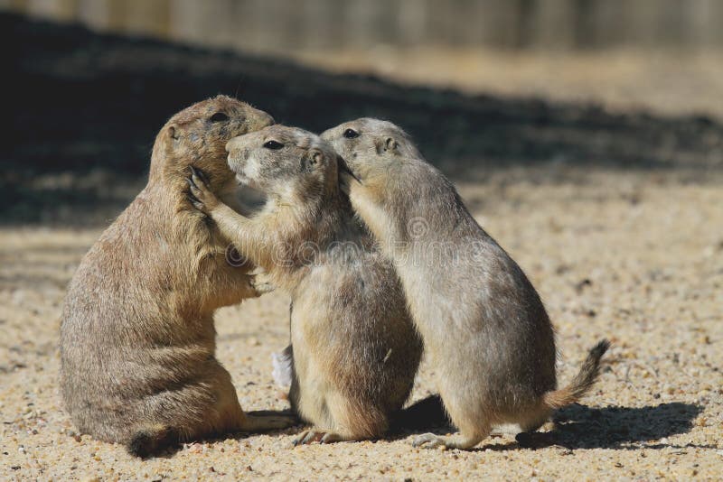 Esquilo fotografia de stock
