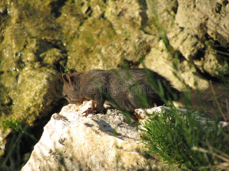 Esquilo cinzento em uma rocha perto do mar Mediterrâneo na Croácia imagens de stock Esquilo cinzento em uma rocha perto do mar Mediterrâneo na Croácia imagens de stock