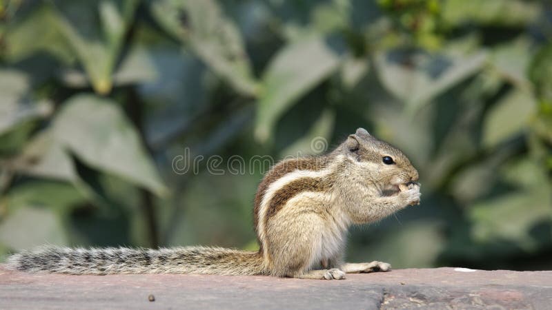 Esquilo da palma foto de stock royalty free Esquilo da palma foto de stock royalty free