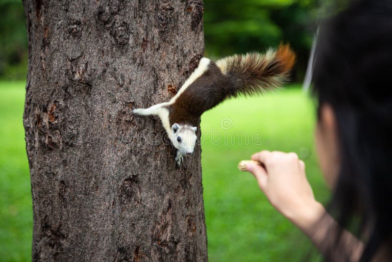 Esquilo que come a porca fora de pouca mão da menina da criança, esquilo com fome no tronco de árvore na natureza, menina asiátic fotografia de stock Esquilo que come a porca fora de pouca mão da menina da criança, esquilo com fome no tronco de árvore na natureza, menina asiátic fotografia de stock