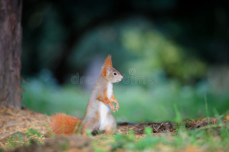 Esquilo vermelho bonito curioso que olha direito na terra da floresta do outono fotografia de stock royalty free Esquilo vermelho bonito curioso que olha direito na terra da floresta do outono fotografia de stock royalty free