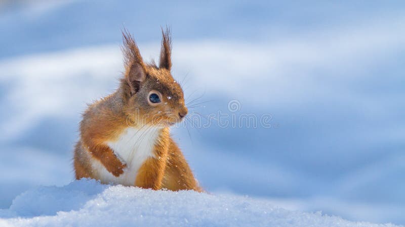 Esquilo vermelho na neve imagens de stock royalty free Esquilo vermelho na neve imagens de stock royalty free