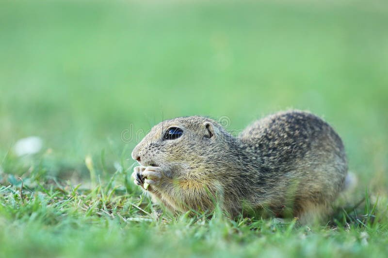 Esquilo à terra europeu que come no prado - citellus do Spermophilus imagens de stock Esquilo à terra europeu que come no prado - citellus do Spermophilus imagens de stock