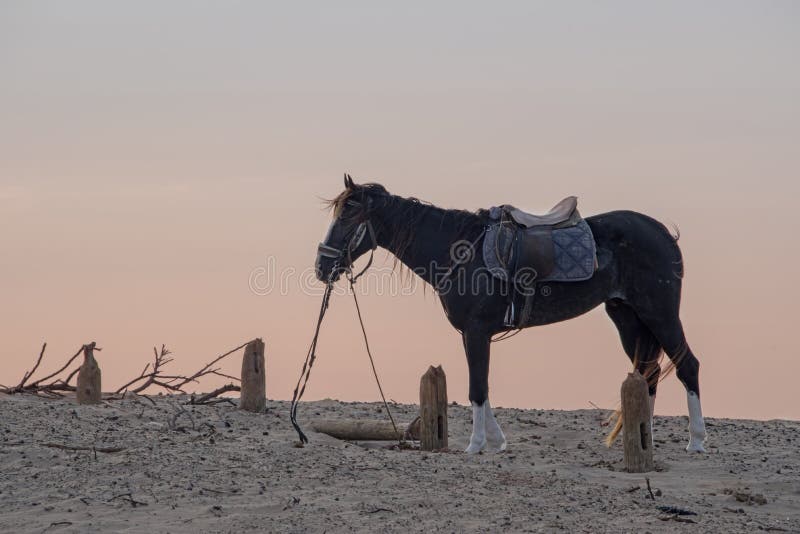 Horse with a harness and saddle waiting on the sand as the sky turns pink stock photography Horse with a harness and saddle waiting on the sand as the sky turns pink stock photography