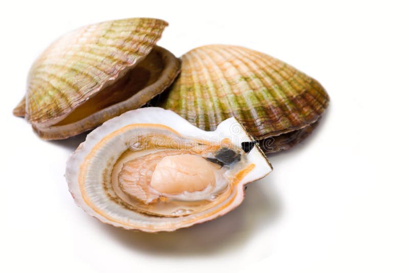 Essbare Meerestiere: Kamm-Muscheln Stockbild - Bild von seashells ...
