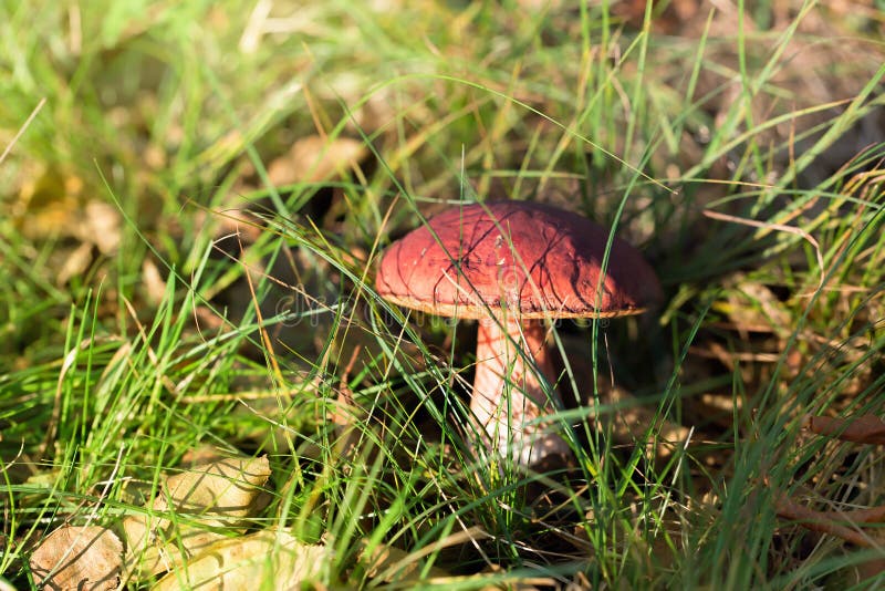 Essbarer Pilz, der im Wald wächst lizenzfreies stockfoto Essbarer Pilz, der im Wald wächst lizenzfreies stockfoto