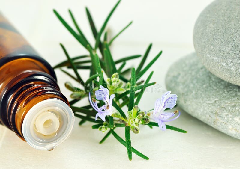 Essence de romarin photo stock Essence de romarin photo stock