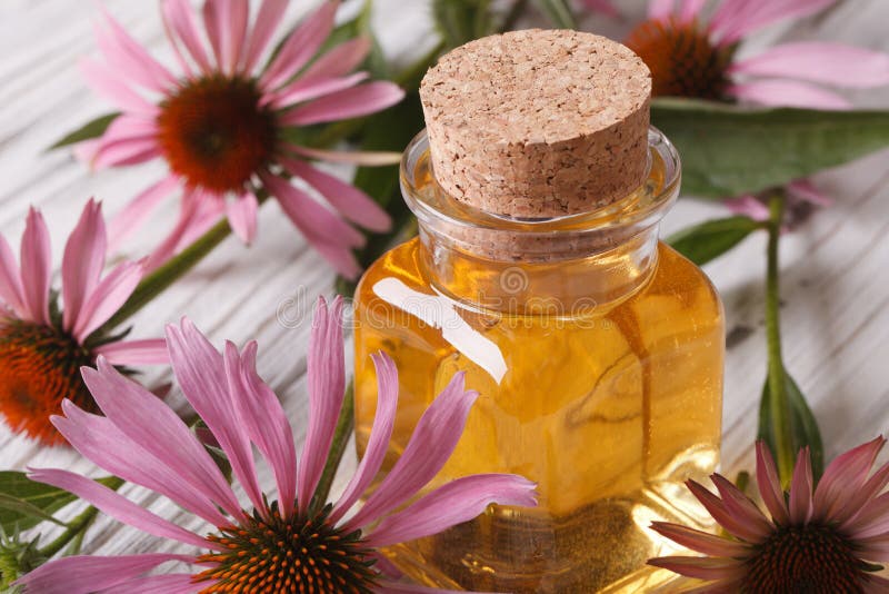 Essence of Echinacea purpurea macro in a glass bottle royalty free stock images Essence of Echinacea purpurea macro in a glass bottle royalty free stock images