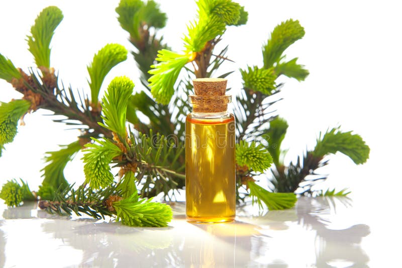 Essence of Pine on Table in Beautiful Glass Jar Stock Image Image of