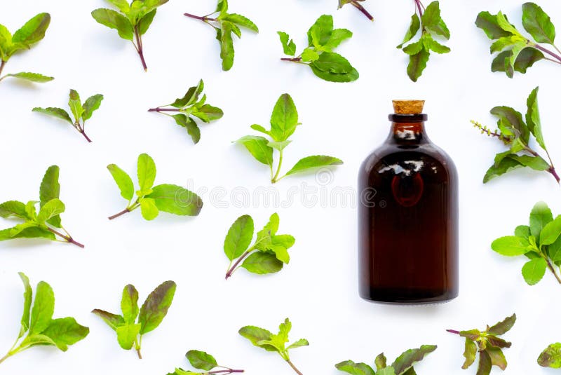 Essential Oil Bottle with Holy Basil Leaves on White Background Stock Image Image of basil
