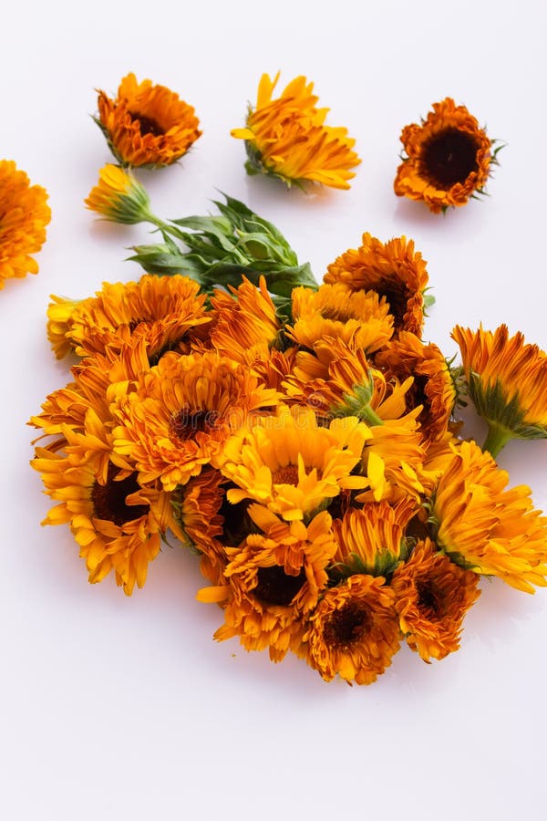Essential oil of calendula on a white background