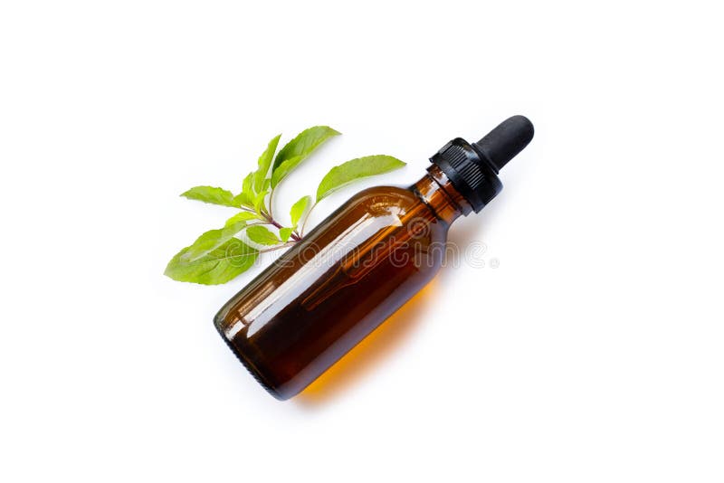 Essential Oil with Fresh Holy Basil Leaves on White Stock Image Image of bottle, botany 198394089