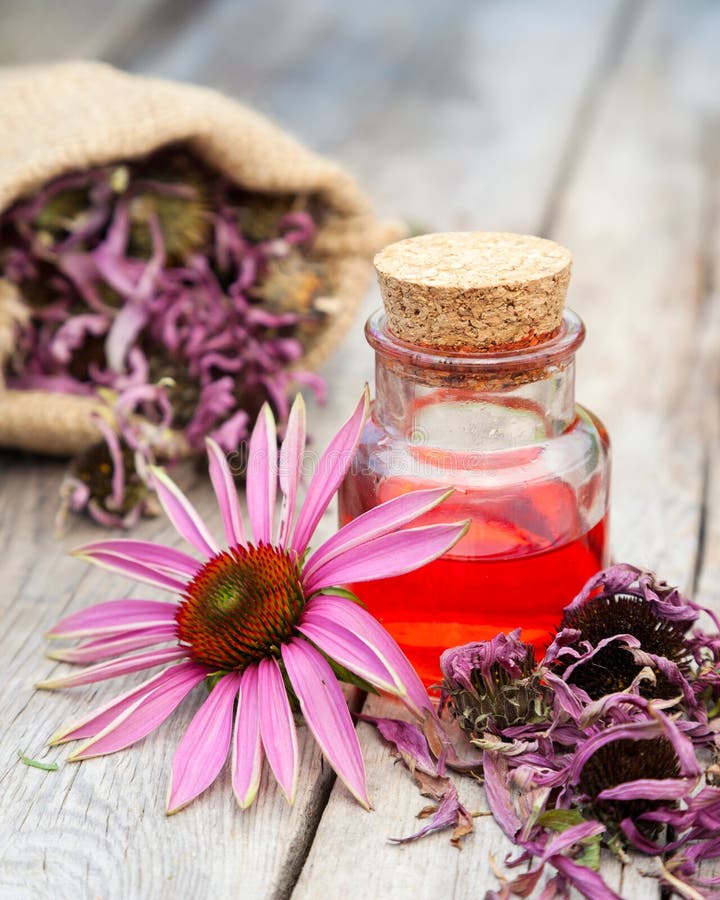 Essential oil in glass bottle and coneflower stock image Essential oil in glass bottle and coneflower stock image
