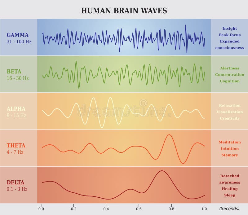 Essere umano Brain Waves Diagram/grafico/illustrazione