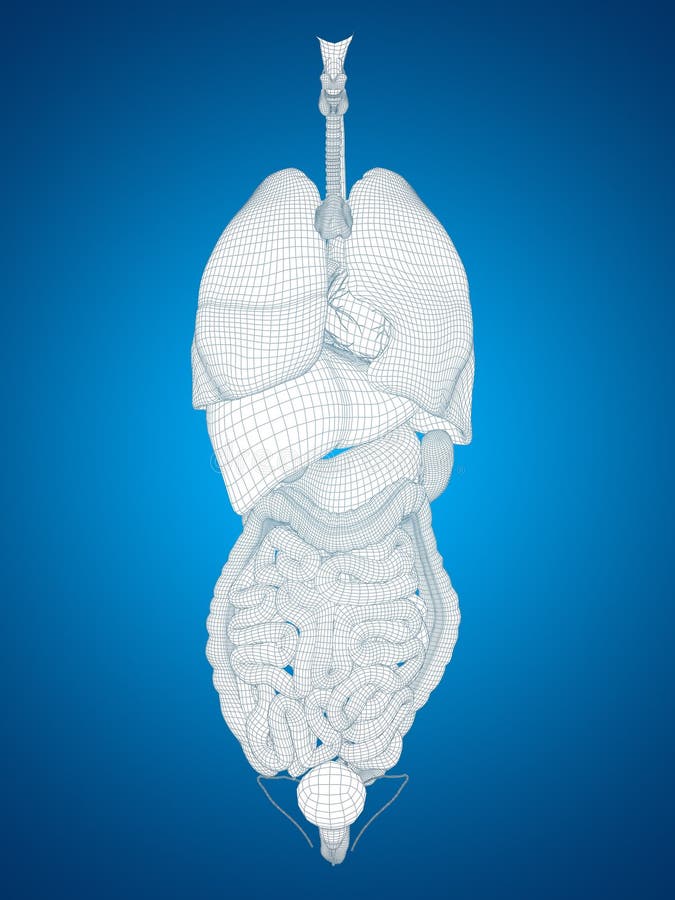 essere umano 3D o uomo interno o organi del torace per anatomia o salute illustrazione vettoriale essere umano 3D o uomo interno o organi del torace per anatomia o salute illustrazione vettoriale