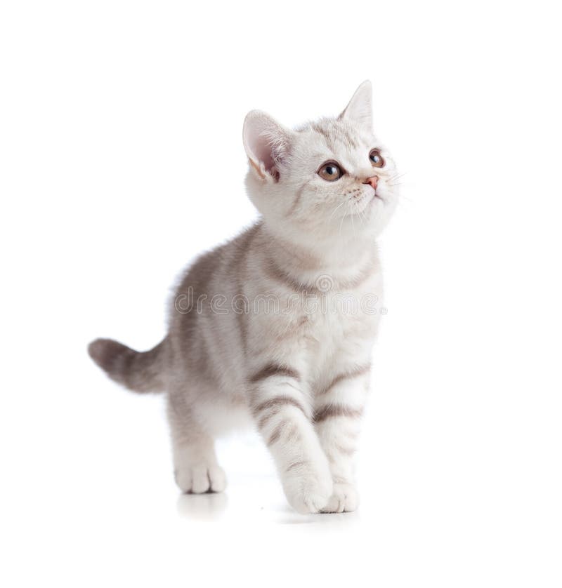 Gatinho De Jogo Cinzento Britânico Dos Whiskas Foto de Stock - Imagem de  bebê, bonito: 32363284