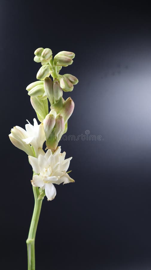 Esta Es Una Flor De Tuberosa Hermosa Flor Brillante Aislado Sobre Fondo  Oscuro Imagen de archivo - Imagen de jacinto, narciso: 216300365