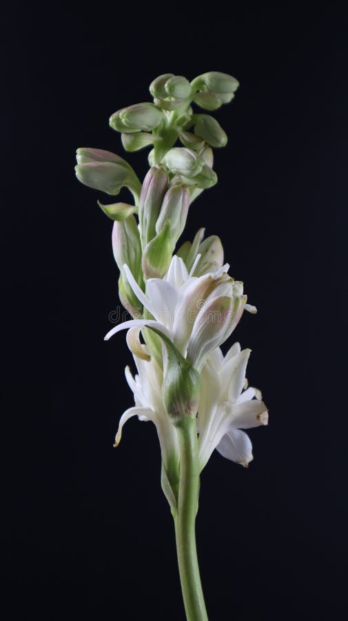 Esta Es Una Flor De Tuberosa Hermosa Flor Brillante Aislado Sobre Fondo  Oscuro Foto de archivo - Imagen de hermoso, arreglo: 216300378