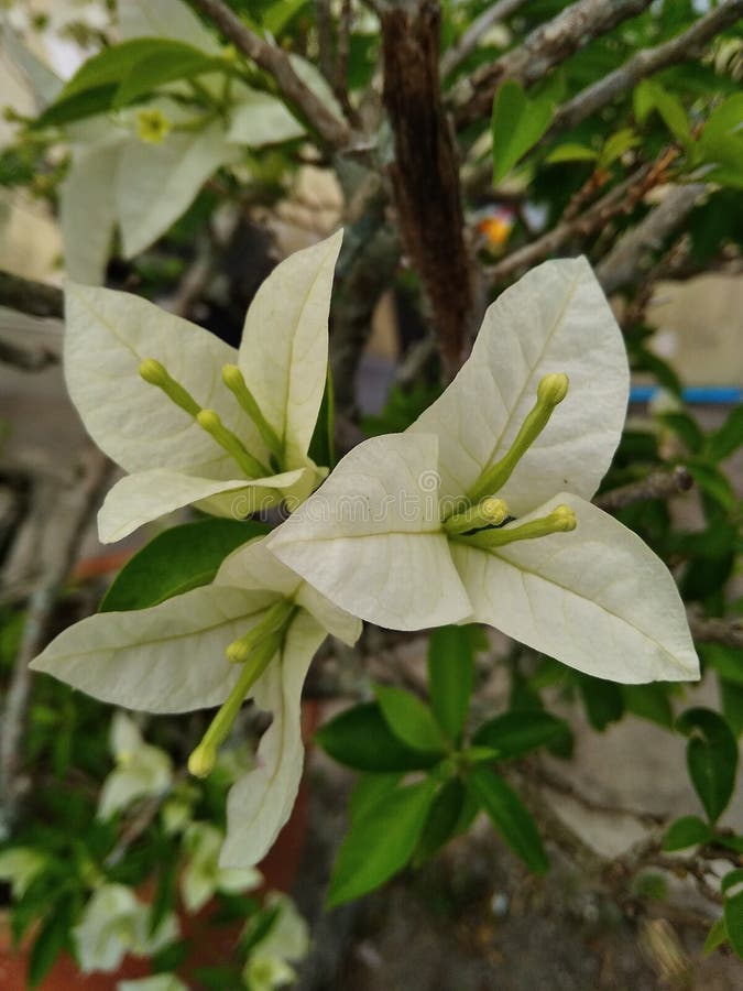 Esta flor crece en flor en mi jardÃn foto de archivo libre de regalías Esta flor crece en flor en mi jardÃn foto de archivo libre de regalías