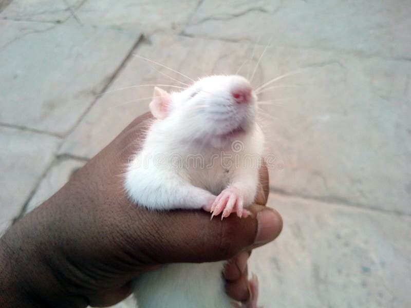 Esta é a imagem do rato branco que se está sentando na cabeça imagem de stock Esta é a imagem do rato branco que se está sentando na cabeça imagem de stock