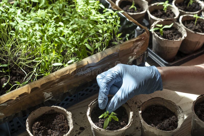 Establecimiento de almácigos del tomate, de la caja con los almácigos, de la taza de la turba y de la mano plantando la planta foto de archivo libre de regalías Establecimiento de almácigos del tomate, de la caja con los almácigos, de la taza de la turba y de la mano plantando la planta foto de archivo libre de regalías
