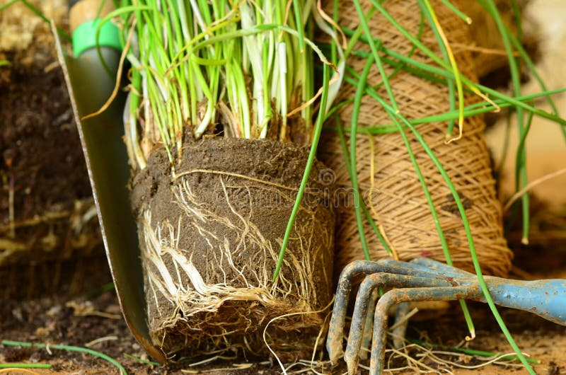 Establecimiento de cebolletas con el rastrillo de jardín de la paleta y de la mano